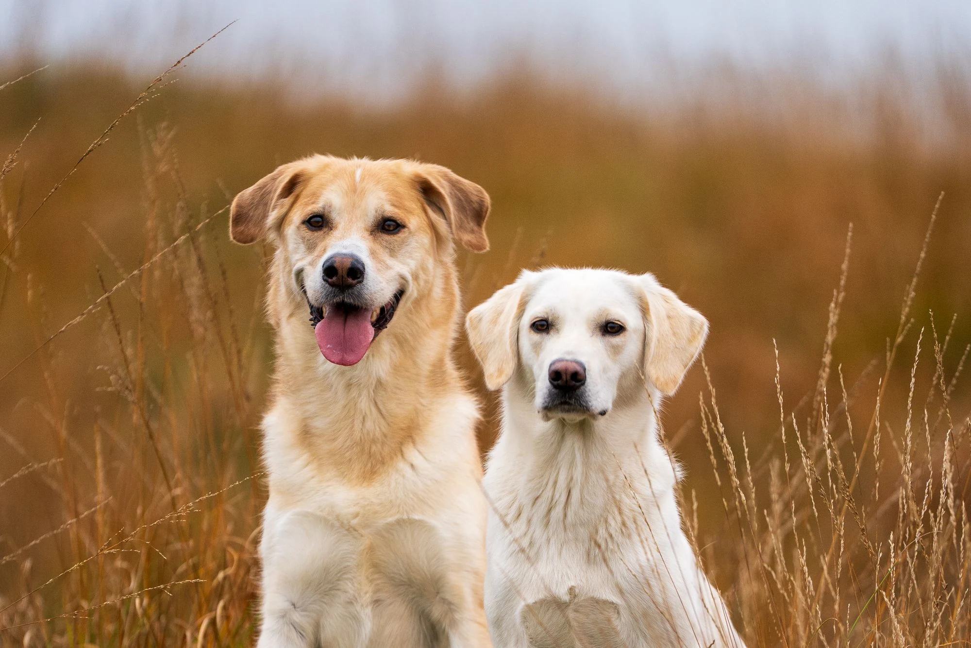 Lilo und Lou, die Bürohunde von Fidan Consulting
