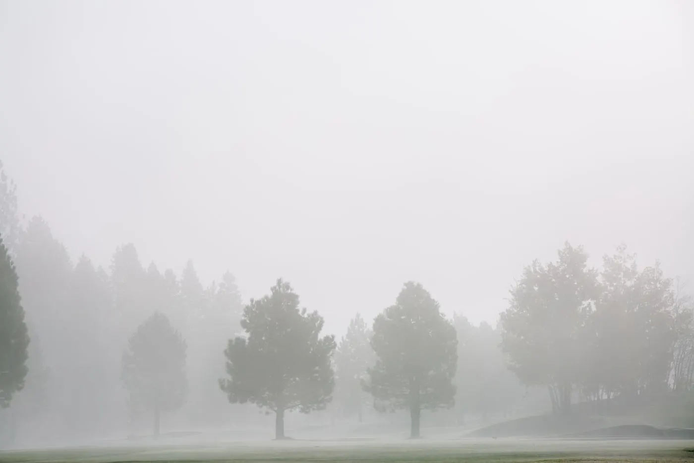 Baumsilhouetten im Morgennebel
